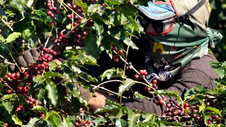 Café arábica recua mais de 3% na ICE; açúcar bruto fecha estável