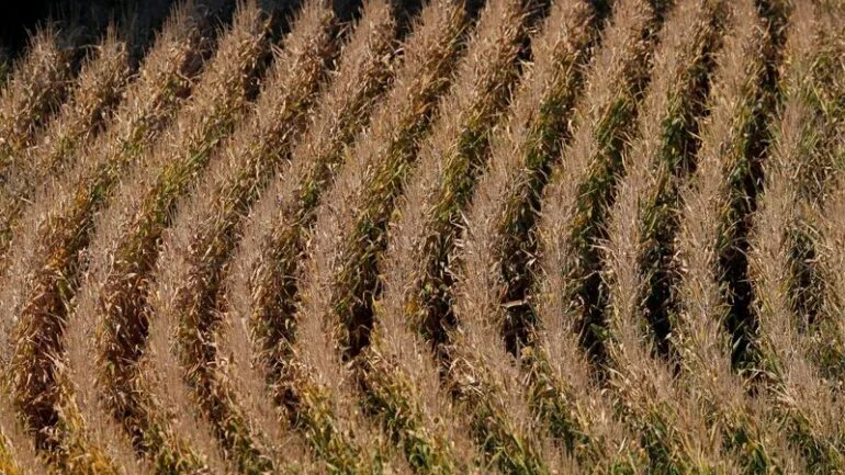 França vê queda de 10% em área plantada com milho