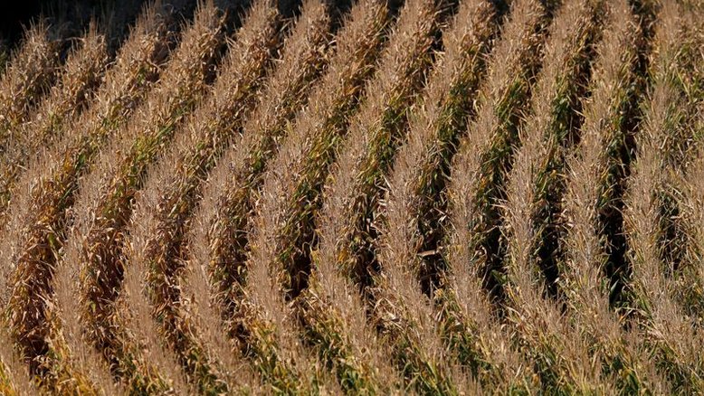 França vê queda de 10% em área plantada com milho