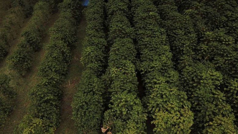 Vendas da safra velha de café do Brasil chegam a 93% do total, diz Safras