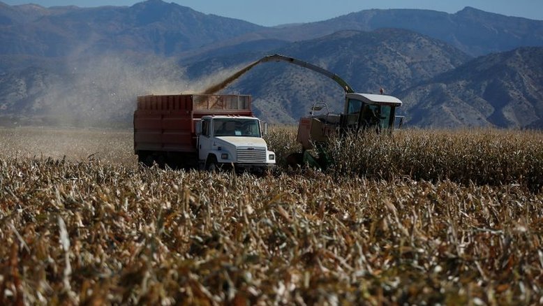 Colheita de milho safrinha alcança 15,3% da área no centro-sul, diz Safras