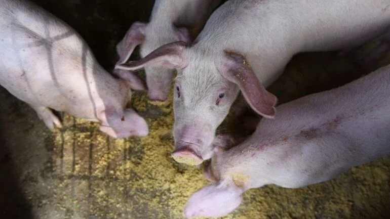 China flexibiliza regulamentações ambientais para pequenas fazendas de porcos