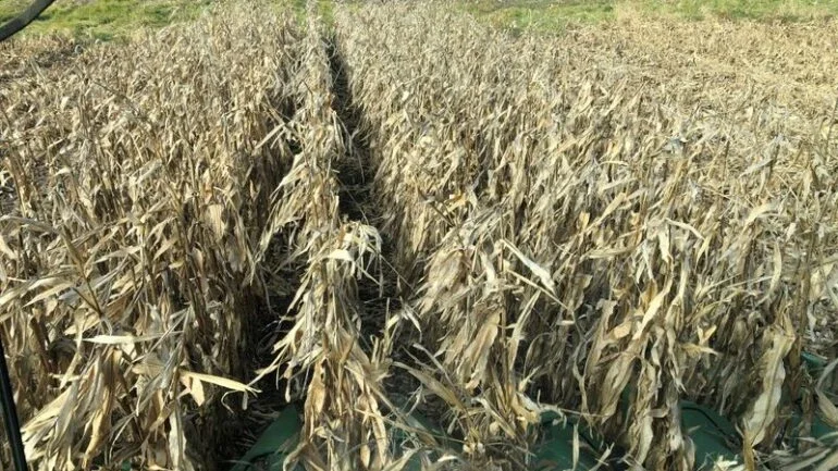 USDA vê 65% da safra de milho dos EUA como boa/excelente, soja fica em 59%
