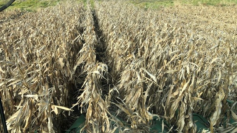 USDA vê 65% da safra de milho dos EUA como boa/excelente, soja fica em 59%
