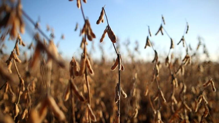 Agricultores argentinos venderam 24,5 milhões de toneladas de soja 2020/21, diz governo