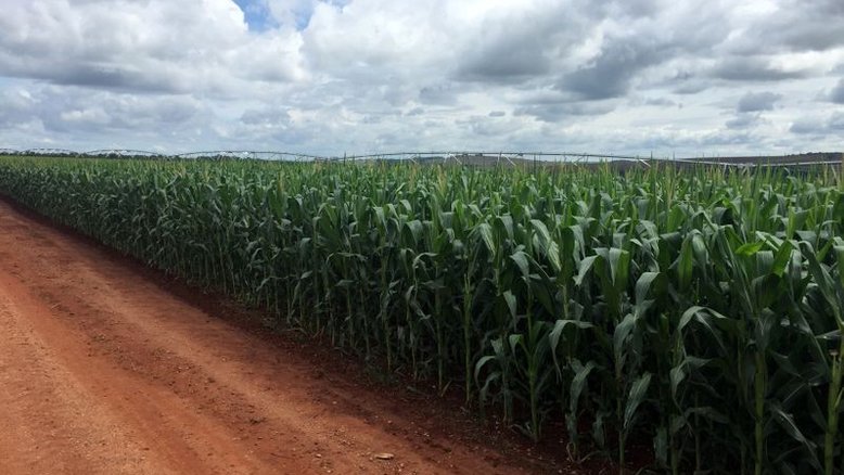 Com atraso, colheita de milho 2ª safra fica em 3% no Paraná; plantio de trigo é concluído