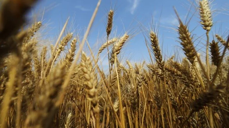 Safra de verão de trigo da China avança 2% em 2021, diz órgão de estatísticas