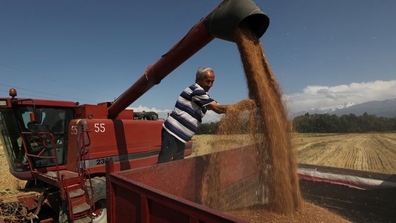 Trigo obtém maior ganho semanal em 6 anos em meio a problemas climáticos