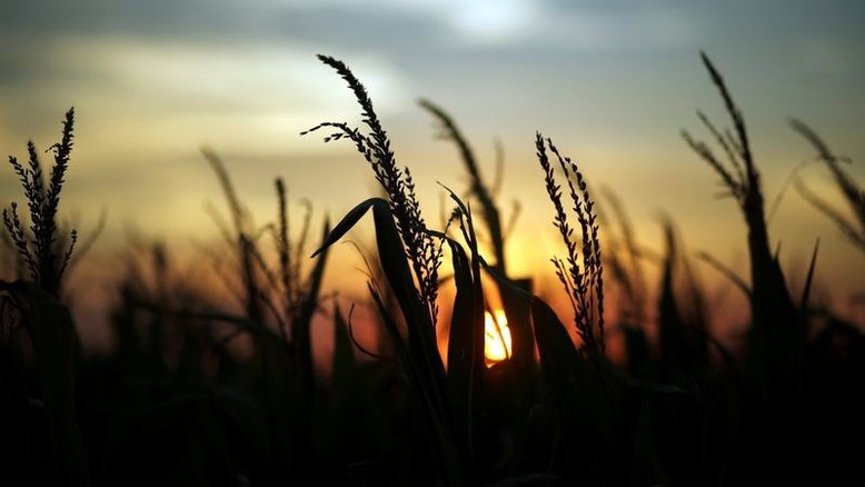 Milho dos EUA é avaliado em 65% como bom/excelente, soja 60%, segundo USDA