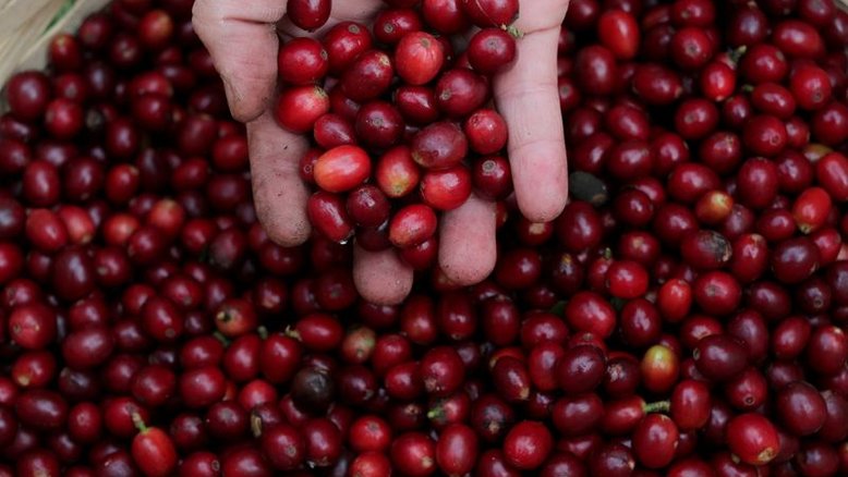 Brasil estima que danos por geadas atinjam até 11% da área de café arábica