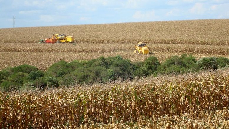 Atrasada, colheita de milho 2ª safra atinge 59% da área no Brasil, diz Pátria