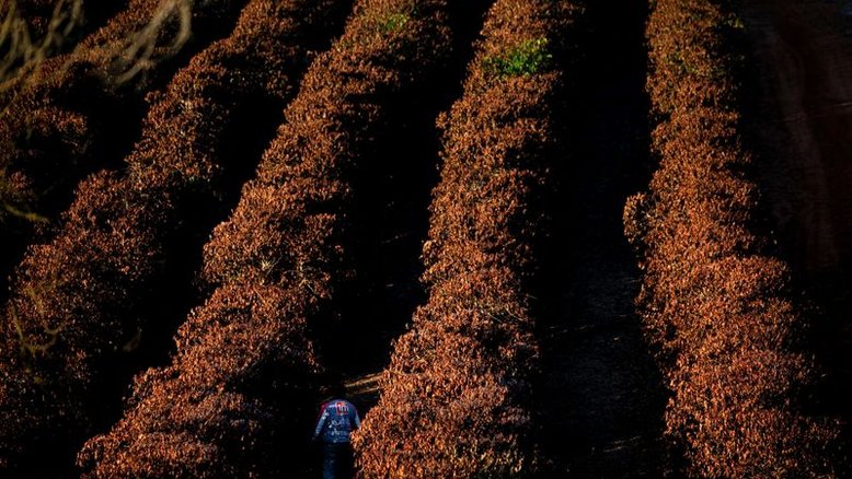 Comitê do CDPC aprova linha de R$1,3 bi para setor cafeeiro após geadas
