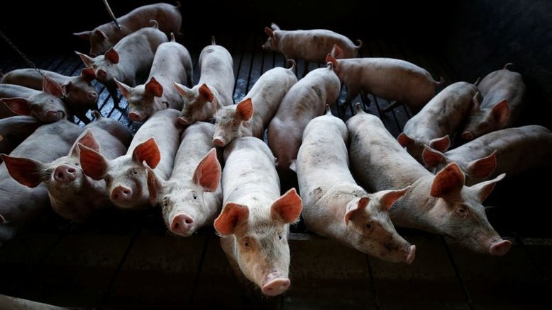 Receita de exportação de carne suína do Brasil sobe 21% em julho com repasse de custos
