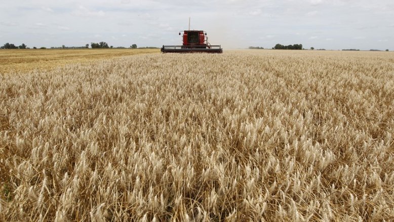 Trigo avança com receios de aperto da oferta global; soja também sobe e milho recua