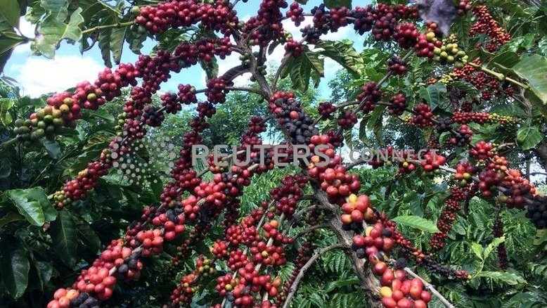 CDPC aprova R$1,3 bi para setor cafeeiro após geadas; proposta vai ao CMN