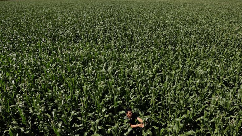 Plantio de milho verão 21/22 deve crescer 0,7%, diz Safras, que reduz safrinha 20/21