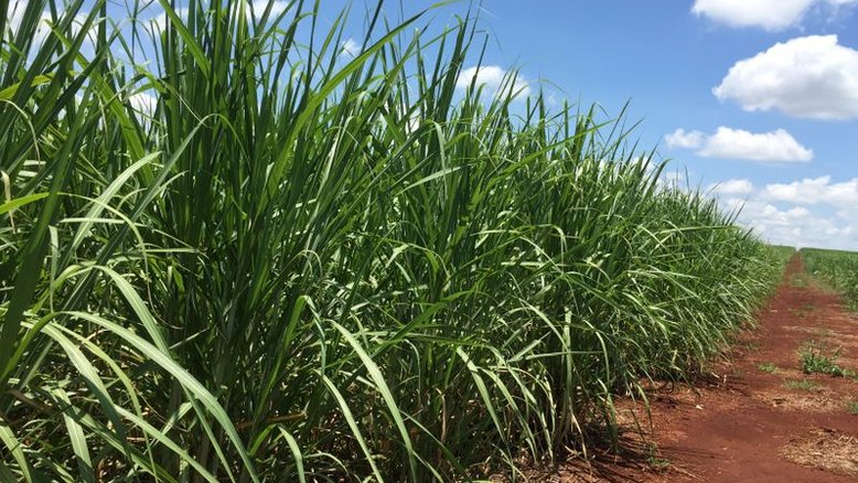 BP Bunge e Coopercitrus realizam 1ª operação de barter com fixação de ATR de cana