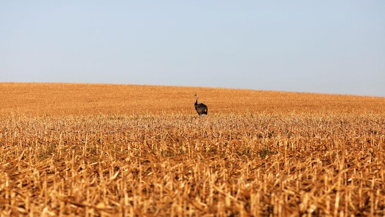Colheita de milho 2ª safra chega a 89% da área no centro-sul e tira atraso, diz AgRural