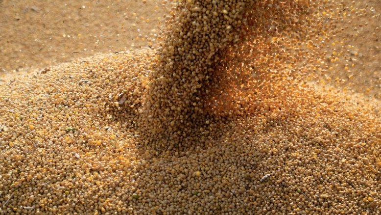 Agricultores apostam em chuvas em setembro para antecipar plantio de soja em MT