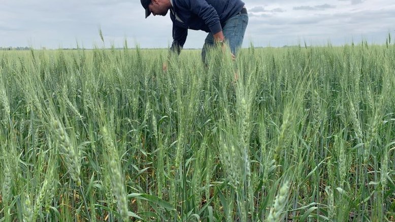 Canadá reduz previsões de safra de canola e trigo por seca