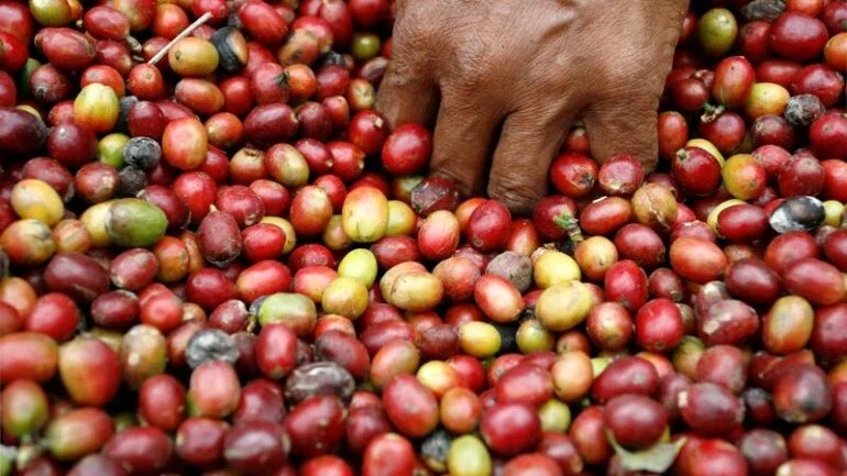 Café robusta avança para máxima de quatro anos; açúcar recua