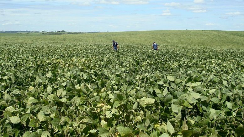 BrasilAgro vende por R$ 130,1 mi fatia da Fazenda Rio do Meio em Correntina (BA)