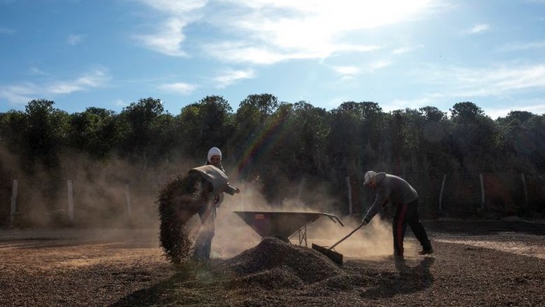 Café robusta fecha em alta na ICE, açúcar também avança