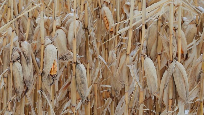 Ipea reduz previsão de PIB agropecuário do Brasil em 2021