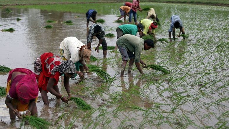 Índia anuncia nova variedade de arroz para reduzir uso de água e trabalho