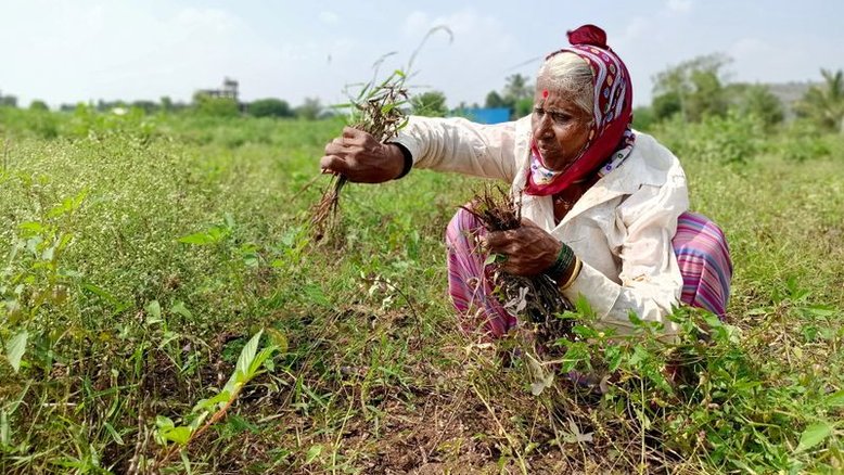 Ciclone afeta safras indianas pouco antes da colheita