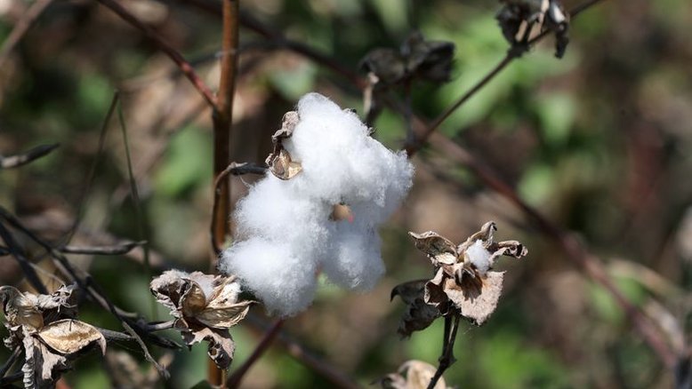 Preços do algodão na ICE marcam melhor trimestre desde março de 2011
