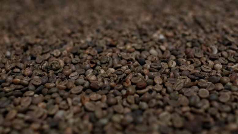 Colheita de café do Vietnã começará no próximo mês