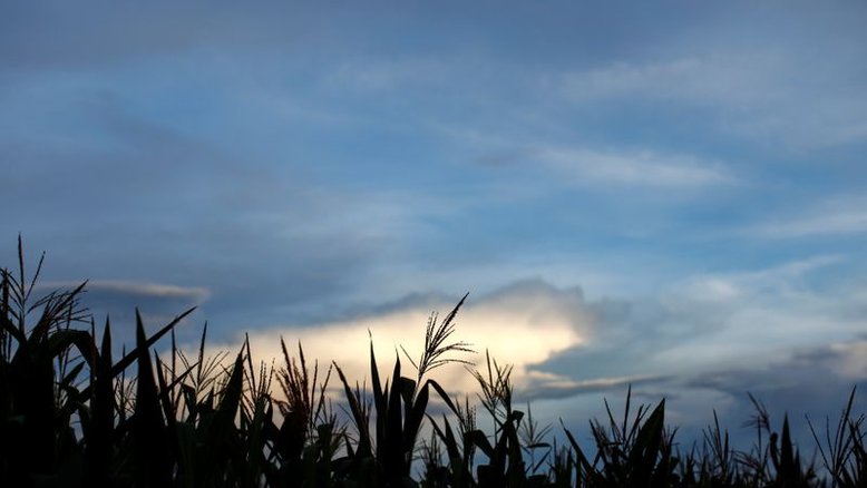 México rejeita nova variedade de milho transgênico, diz associação agrícola