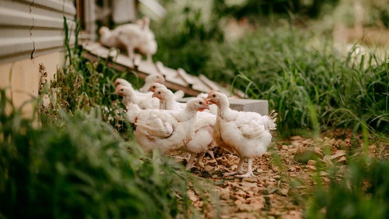 ANÁLISE-Preços da soja orgânica nos EUA atingem recorde e impulsionam inflação dos alimentos