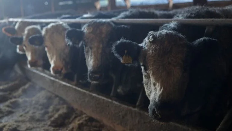 China renova proibição de importação de carne bovina britânica por caso de 