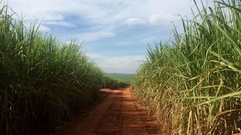 Açúcar bruto atinge máxima em mais de 4 anos na ICE, com pico de preços de energia