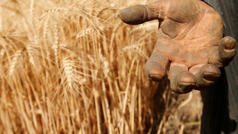 China eleva preço mínimo de compra de trigo em 2022 para 2.300 iuanes/t