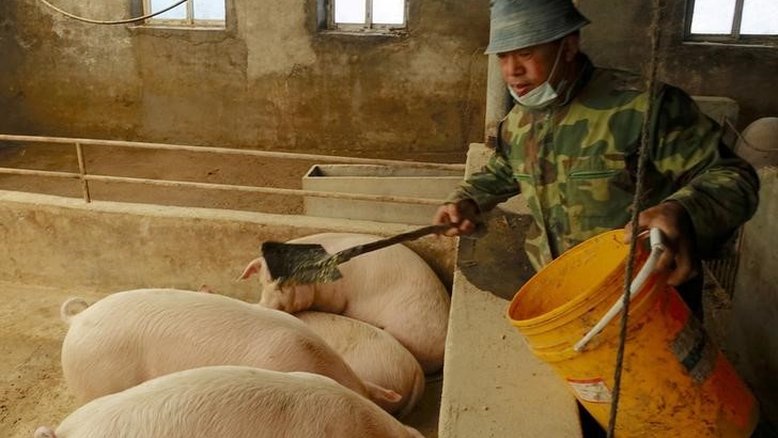 China tem maior produção de carne suína no 3º tri em 3 anos, com recuperação no rebanho