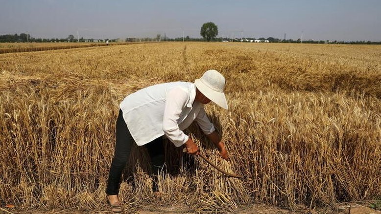 Importações de trigo pela China caem com demanda afetada por preços elevados
