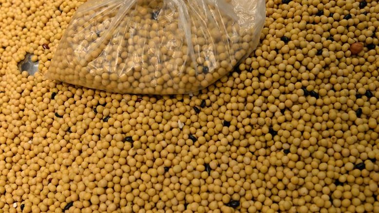 Colheita de soja dos EUA atinge 60%, milho em 52%, diz USDA