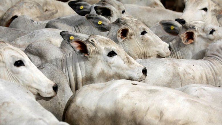 Exportação de carne bovina do Brasil pode subir 2% em 2021 apesar de China, diz Athenagro