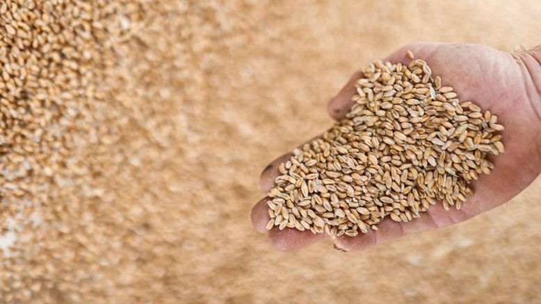 Colheita de milho na França e semeadura de cereal de inverno aceleram em período seco