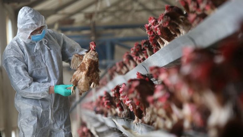 Aumento de gripe aviária na China mostra risco de variações rápidas, dizem especialistas