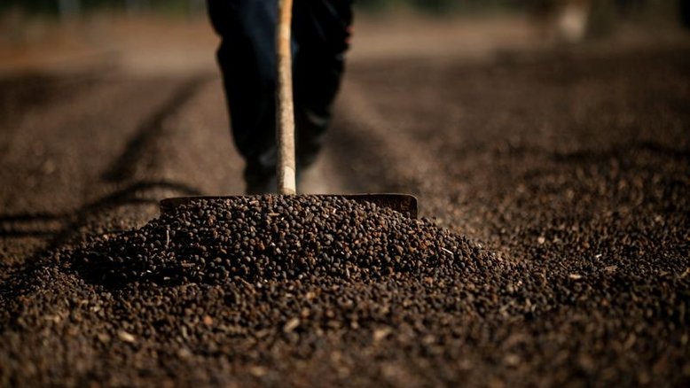 Café robusta ganha quase 2% na ICE; açúcar cai