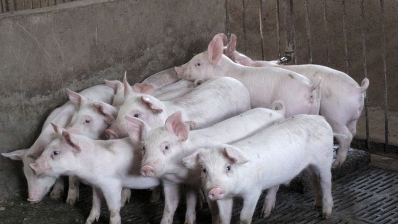 China avança em pesquisa de proteína sintética para alimentar criações