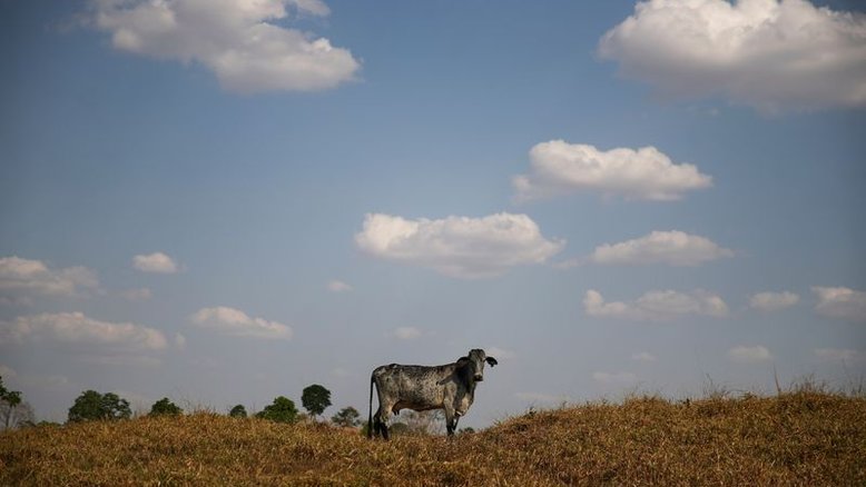 JBS e DSM fazem parceria para reduzir emissões de metano na cadeia bovina