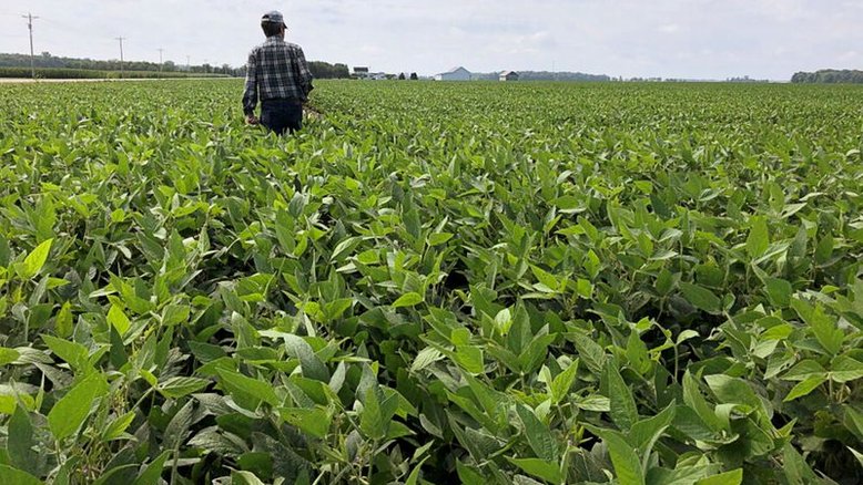 Safras eleva estimativa para soja do Brasil a 144,7 mi t em 2021/22