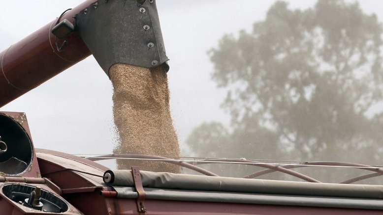 Argentinos buscam evitar que trigo transgênico se confunda com cereal convencional