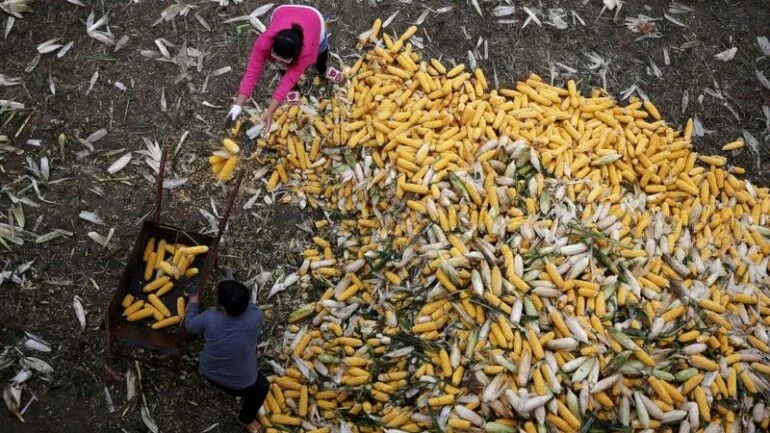 Preços do milho na China sobem após mau tempo atrasar embarques da safra