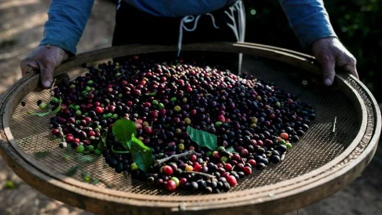 Café arábica atinge máxima de mais de 9 anos em NY